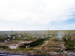內蒙古公路邊的大草原和羊群。 石麗東／攝影