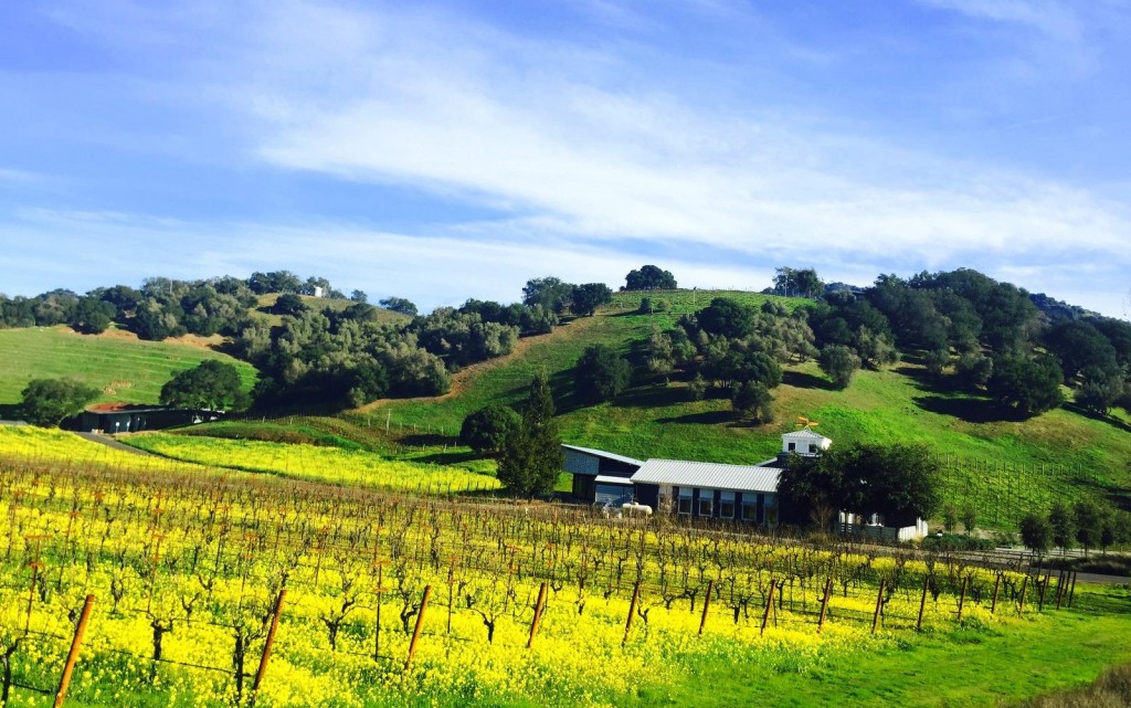 不期而遇的Odette酒莊